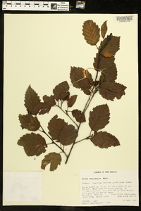 Alnus incana subsp. tenuifolia image