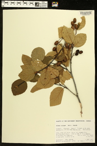 Alnus crispa image