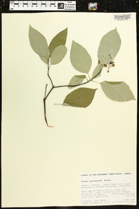 Cornus sericea subsp. sericea image