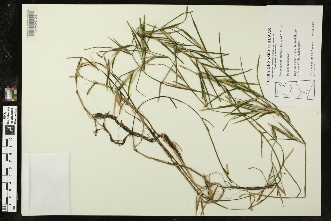 Potamogeton haynesii image