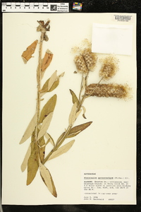 Pterocaulon pycnostachyum image