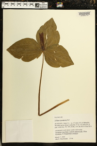 Trillium maculatum image