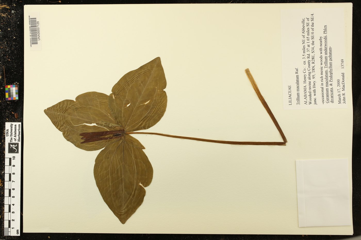 Trillium maculatum image