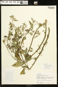 Solanum ptychanthum image