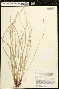 Carex thornei image