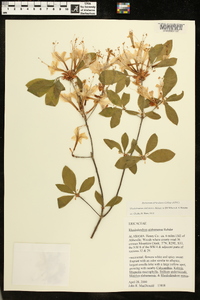 Rhododendron alabamense image