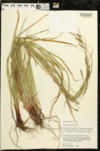 Carex venusta image