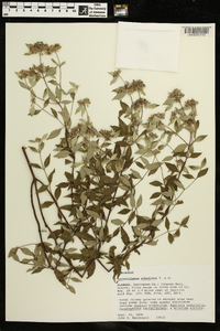 Pycnanthemum albescens image