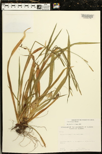 Carex striatula image