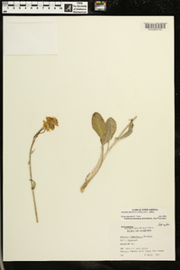 Packera tomentosa image