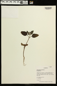 Heliotropium indicum image