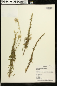 Liatris elegans image