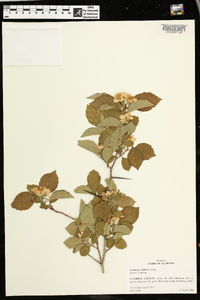 Crataegus triflora image