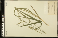 Chasmanthium sessiliflorum image