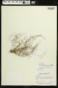 Utricularia gibba image