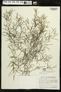 Potamogeton foliosus subsp. foliosus image