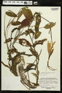 Potamogeton amplifolius image