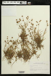 Juncus repens image