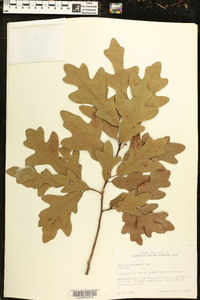 Quercus margarettiae image