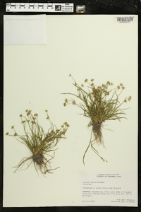 Juncus repens image