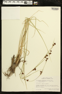 Rhynchospora capitellata image