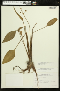 Sagittaria platyphylla image