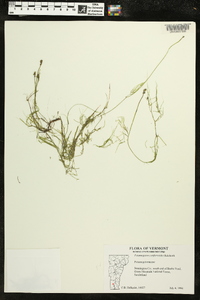 Potamogeton confervoides image