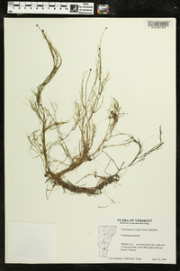 Potamogeton confervoides image