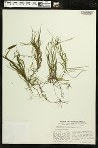 Potamogeton tennesseensis image