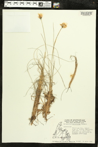Image of Eriophorum pylaieanum
