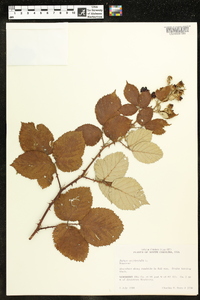 Rubus occidentalis image