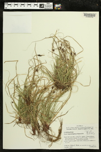 Carex nigromarginata image