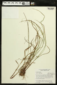Carex virescens image