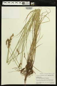 Carex ozarkana image