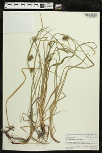 Carex louisianica image