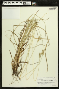 Carex muehlenbergii var. enervis image