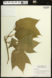 Trillium catesbaei image