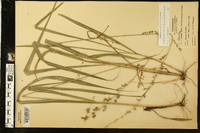 Chasmanthium sessiliflorum image