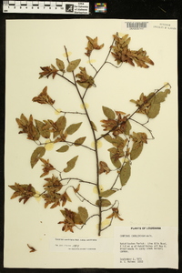 Carpinus caroliniana subsp. caroliniana image