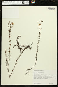 Hypericum denticulatum image
