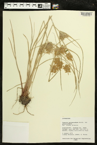 Cyperus polystachyos image