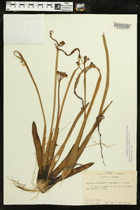 Sagittaria platyphylla image