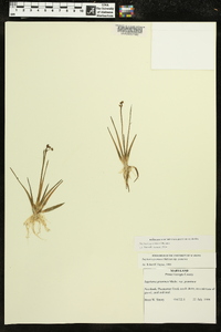 Sagittaria graminea image