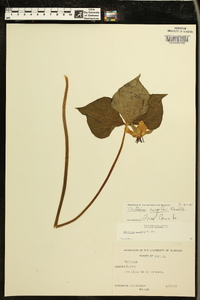 Trillium rugelii image