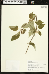Cornus alternifolia image