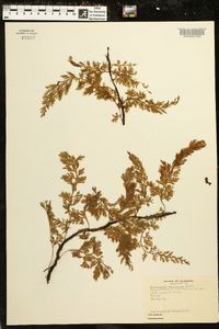 Vandenboschia boschiana image