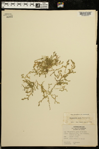 Selaginella apoda image