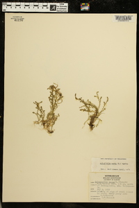 Selaginella apoda image