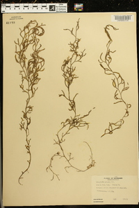 Selaginella oregana image