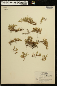 Selaginella rupestris image